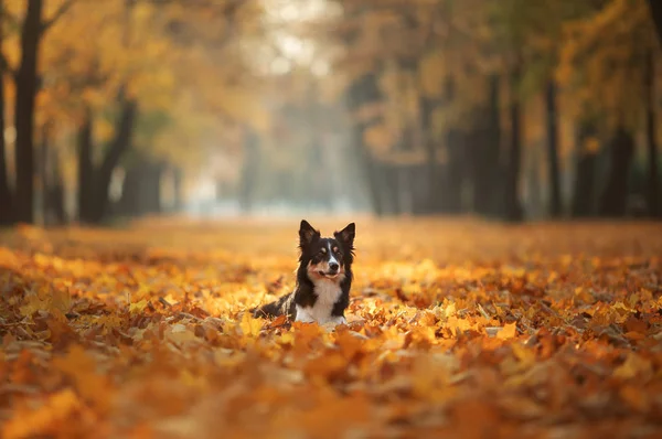 Perro en la hierba amarilla en otoño en el parque. Mascota para un paseo. Collie fronterizo tricolor — Foto de Stock