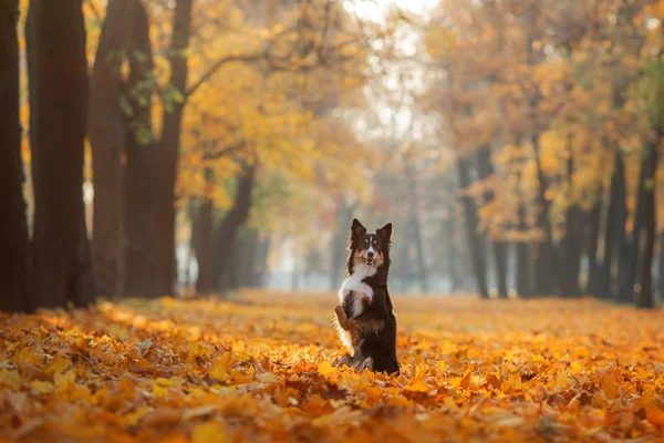 Hund im gelben Gras im Herbst im Park. Haustier für einen Spaziergang. dreifarbiger Bordercollie — Stockfoto