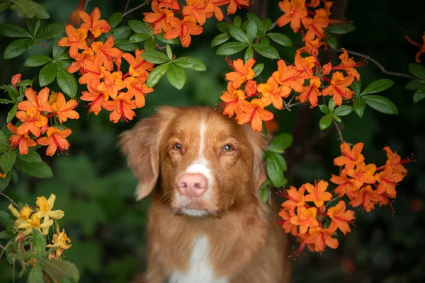 Porträtt hund i röda färger. Nova Scotia Duck Tolling Retriever i naturen. Närbild, höst — Stockfoto