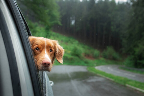 Собака смотрит в окно машины. Животные путешествуют, туман, дождь. Новая Шотландия Дак Толлинг ретривер
,