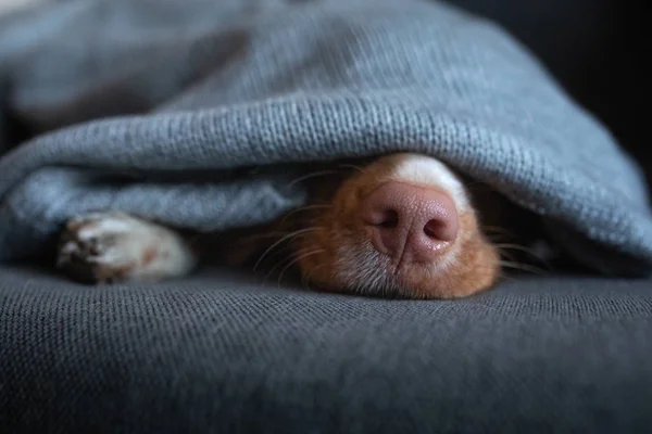 Cachorro bonito sob as capas em casa no sofá. Nova Scotia Duck Tolling Retriever descansando e desfrutando — Fotografia de Stock
