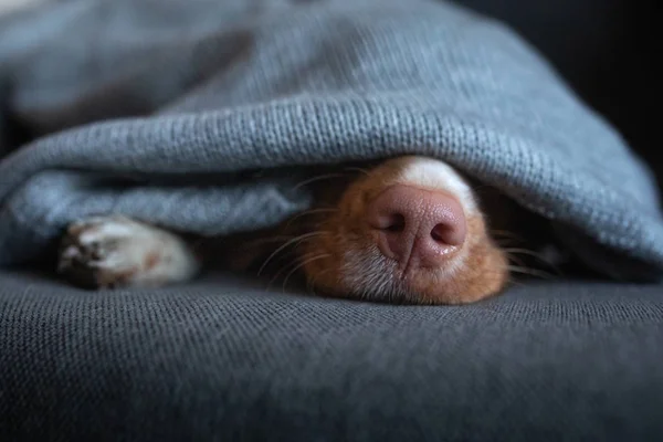 Kanepede evde kapakları altında sevimli köpek. Nova Scotia Duck Tolling Retriever dinlenme ve güneşleniyor — Stok fotoğraf