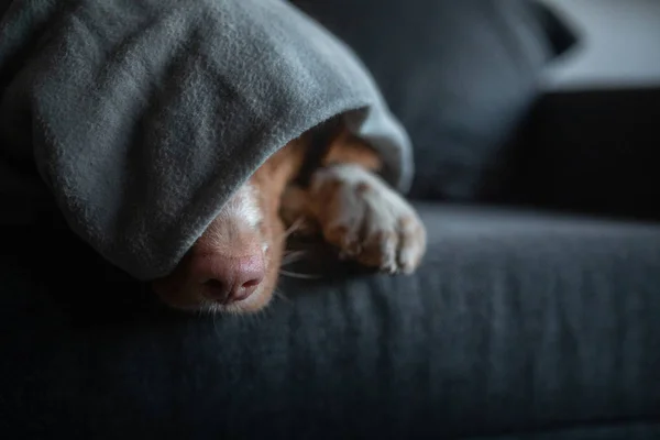 Roztomilý pes pod přikrývkou doma na gauči. Kačer Nova Scotia pro extraktor odpočívá a na slunění — Stock fotografie