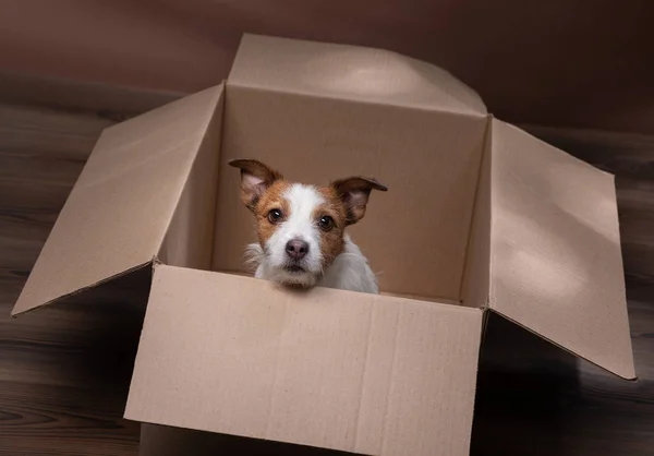 dog in a box. moving. Pet at home. Funny jack russell terrier. Mail, package, gift