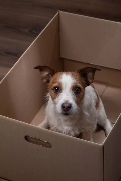 dog in a box. moving. Pet at home. Funny jack russell terrier. Mail, package, gift