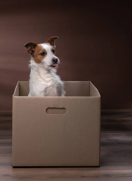 dog in a box. moving. Pet at home. Funny jack russell terrier. Mail, package, gift