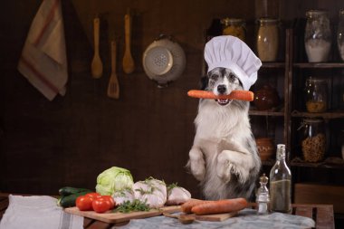sebze ile mutfakta köpek. Hayvanlar için beslenme, doğal gıda. Bir Pişirme Şapkası Sınır Collie