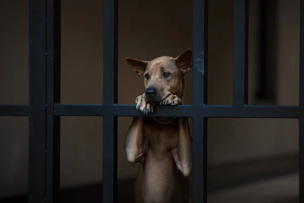 Hund in der Stadt am Metallzaun. thai ridgeback draußen. — Stockfoto