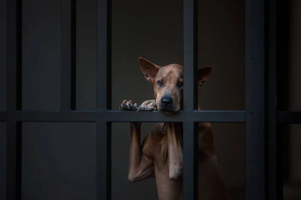 Dog in the city at the metal fence. Thai ridgeback outside. — Stock Photo, Image