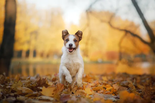 Hund im Herbst im Park. Jack Russell Terrier in farbigem L — Stockfoto