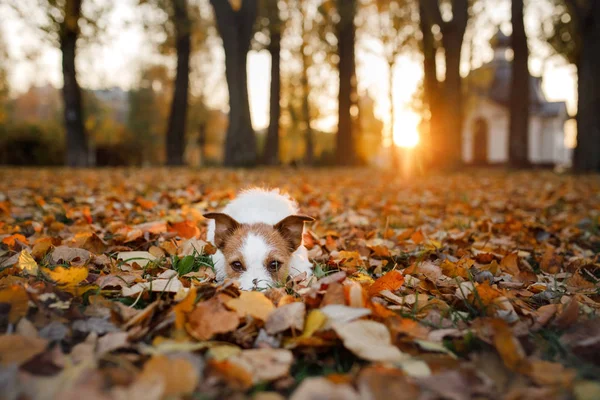 Hund på hösten i parken. Jack Russell Terrier i färgade l — Stockfoto