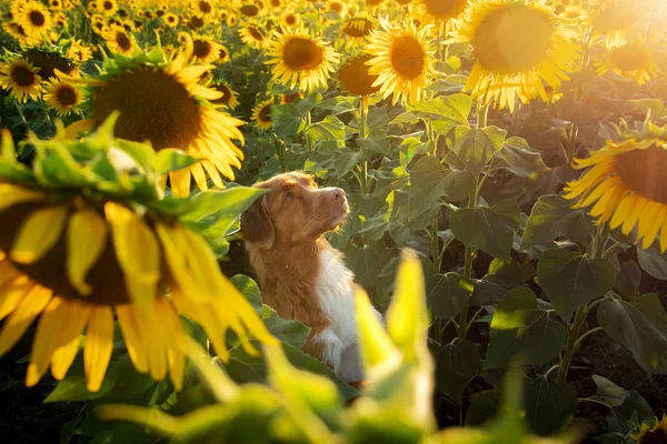 Cão em um campo de girassóis. Nova Scotia Duck Tolling Retriever na natureza — Fotografia de Stock