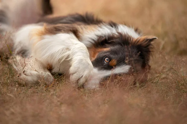 Hunden ligger på fältet, vilar, leker. romantisk söt Border Collie — Stockfoto
