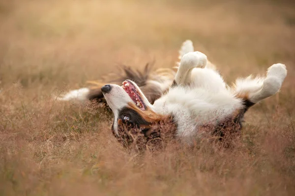Liegt der Hund auf dem Feld, ruht, spielt. romantischer süßer Border Collie — Stockfoto