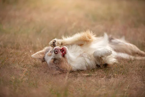 O cão jaz no campo, descansando, brincando. romântico bonito fronteira collie — Fotografia de Stock