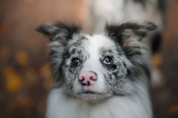 Border Collie dog in a beautiful autumn park. — Stock Photo, Image