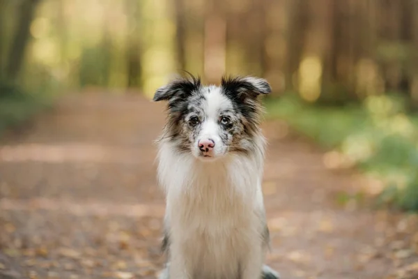 美しい秋の公園でボーダーコリー犬. — ストック写真