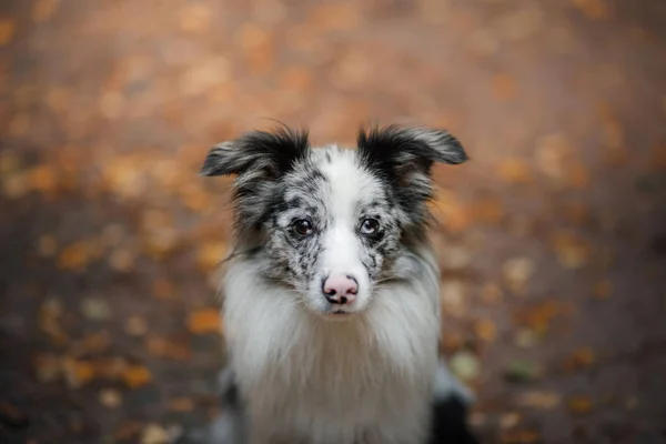 Confine cane Collie in un bellissimo parco autunnale . — Foto Stock