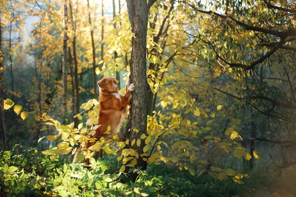 Roter Hund im Herbst auf die Natur. Nova scotia duck Maut-Retriever — Stockfoto