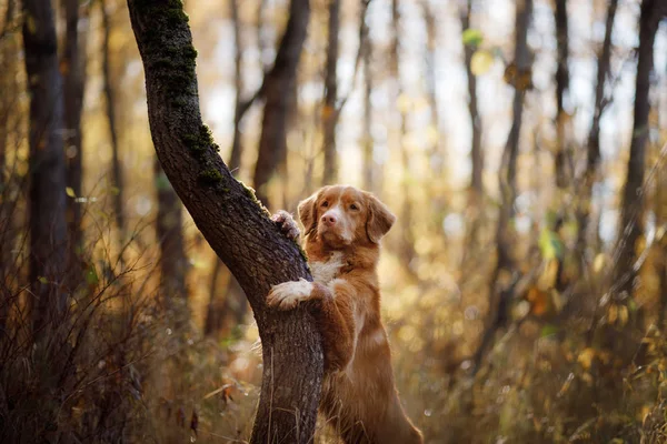 Red dog in the autumn on the nature. Nova Scotia Duck Tolling Retriever — Stock Photo, Image