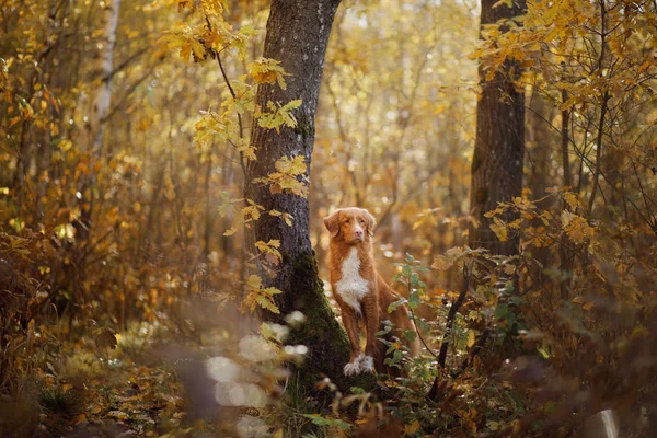 Vörös kutya az ősszel a természetben. Nova Scotia Duck Retriever Autópályadtozás — Stock Fotó