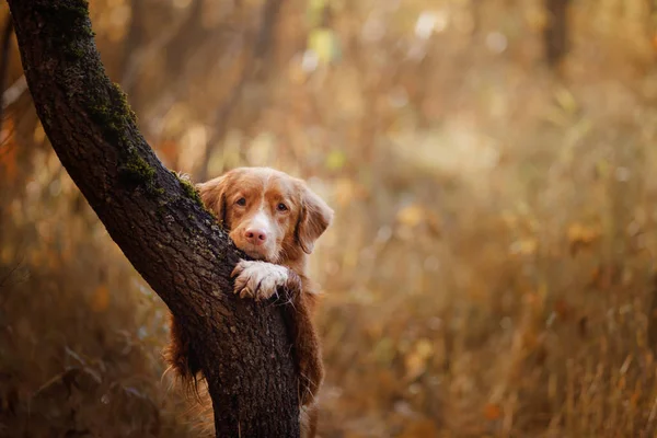 自然の秋の赤い犬。ノバスコシアダックトリングレトリバー — ストック写真