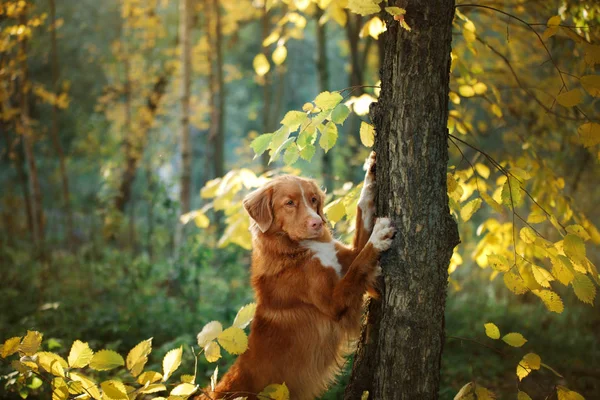 Rode hond in de herfst op de natuur. Nova Scotia Duck Tolling Retriever — Stockfoto