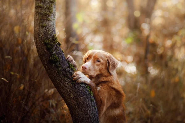 Κόκκινο σκυλί το φθινόπωρο στη φύση. Ριτρίβερ πάπιας Νέας Σκωτίας — Φωτογραφία Αρχείου