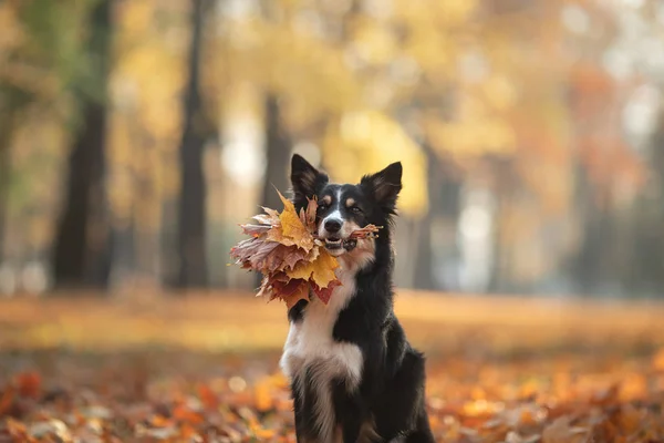 Il cane tiene foglie gialle nel dente. Confine Collie nel parco. umore autunnale , — Foto Stock