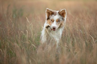 Sarı çim bir arka plan üzerinde Sınır Collie köpek standları ve dalgalar pençeleri. Doğada pet poz
