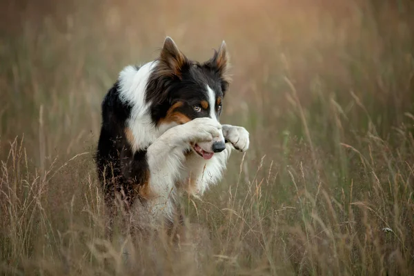 Пограничная колли собака на фоне желтой травы стоит и машет лапами. Pet in nature posing — стоковое фото