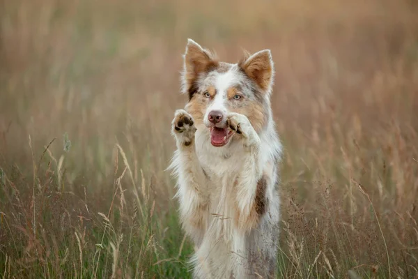 Confine Collie cane su uno sfondo di erba gialla stand e le onde le zampe. Animali domestici in posa natura — Foto Stock