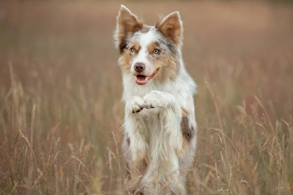 Cão Border Collie em um fundo de estandes de grama amarela e acena suas patas. Pet na natureza posando — Fotografia de Stock