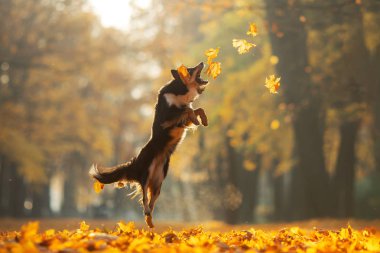 Sınır Collie köpek yaprakları ile parkta sonbaharda oynar. Doğada bir evcil hayvan ile yürüyüş