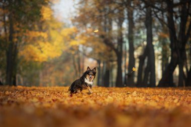 Sınır Collie köpek yaprakları ile parkta sonbaharda oynar. Doğada bir evcil hayvan ile yürüyüş
