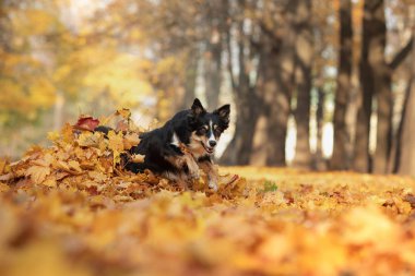Sınır Collie köpek yaprakları ile parkta sonbaharda oynar. Doğada bir evcil hayvan ile yürüyüş