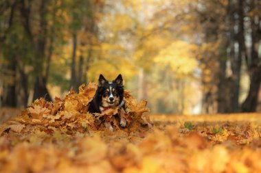 Sınır Collie köpek yaprakları ile parkta sonbaharda oynar. Doğada bir evcil hayvan ile yürüyüş