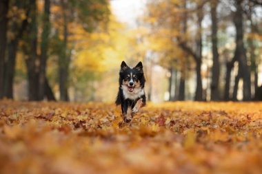 Sınır Collie köpek yaprakları ile parkta sonbaharda oynar. Doğada bir evcil hayvan ile yürüyüş