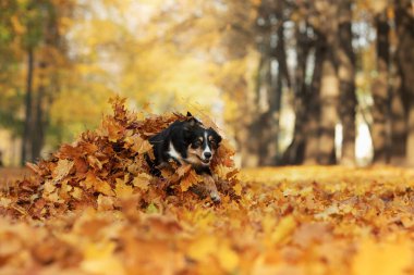 Sınır Collie köpek yaprakları ile parkta sonbaharda oynar. Doğada bir evcil hayvan ile yürüyüş