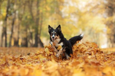 Sınır Collie köpek yaprakları ile parkta sonbaharda oynar. Doğada bir evcil hayvan ile yürüyüş