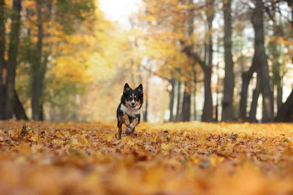 Border Collie pies gra jesienią w parku z liści. Spacery z zwierzakiem w przyrodzie — Zdjęcie stockowe