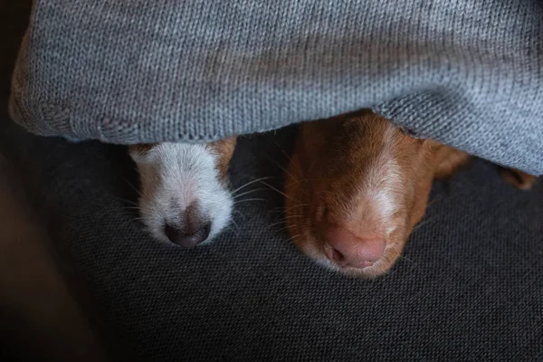 Dwa psy ukrywają się pod kocem. Nova Scotia Duck Tolling Retriever i Jack Russell Terrier są ogrzewane domu na kanapie — Zdjęcie stockowe