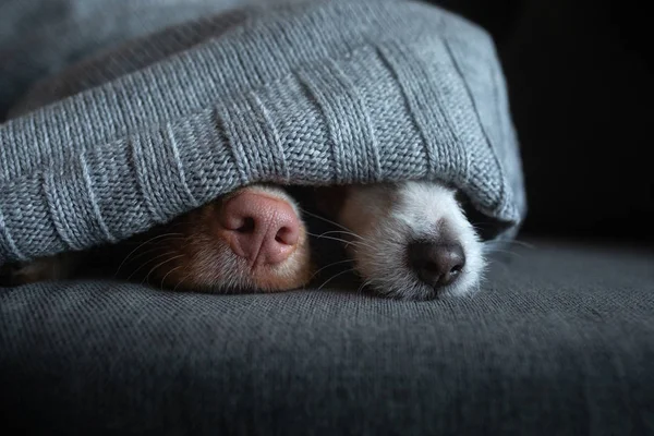 Dva psi se schovávají pod deku. Kačer Nova Scotia a Jack Russell terier se na gauči vyhřívá doma — Stock fotografie