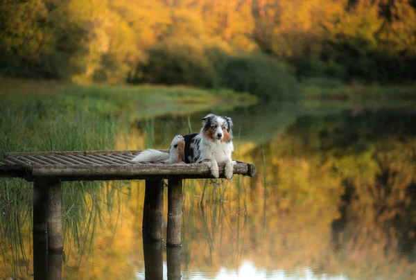 澳大利亚牧羊犬在湖上的一座木桥上。 秋天散步时的宠物 — 图库照片