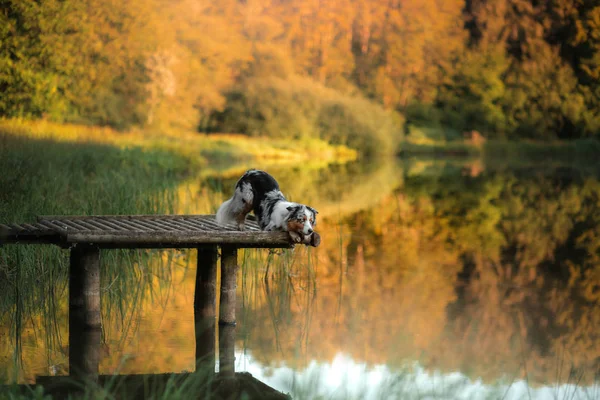 Dog Australian Shepherd em uma ponte de madeira no lago. Pet para um passeio no outono — Fotografia de Stock