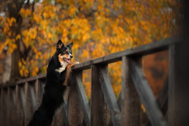 Köpek pençelerini taktı. Parkta sonbaharda Sınır Collie