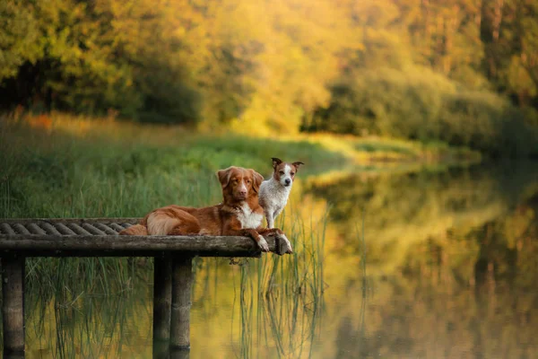 Dog Nova Scotia Entenmaul-Retriever und Jack Russell Terrier auf einer Holzbrücke über dem See. Haustier für einen Spaziergang im Herbst — Stockfoto