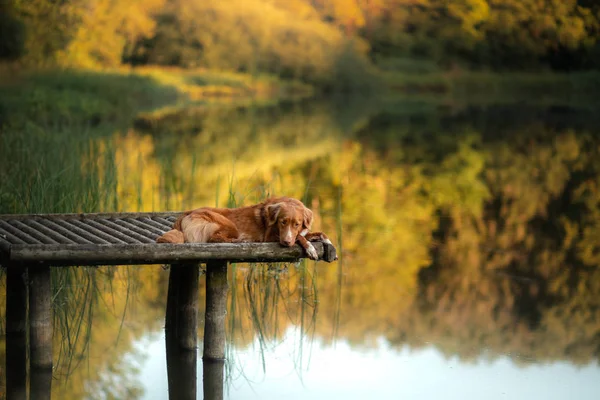 Собака Нова Шотландія качка Tolling Retrieveron дерев'яний міст на озері. Домашня тварина для прогулянки восени — стокове фото