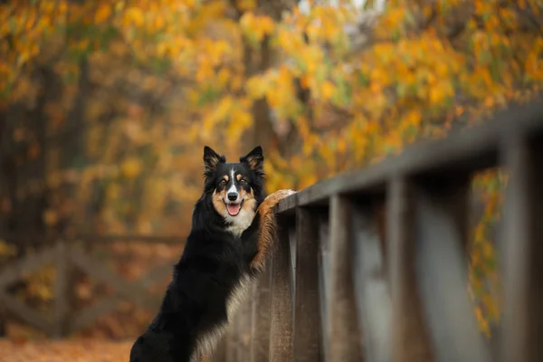 Собака поклав лапи на. Коллі на кордоні восени в парку — стокове фото