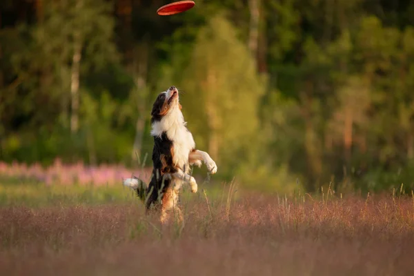 Anjing memainkan disknya. perbatasan collie untuk olahraga, menangkap mainan — Stok Foto